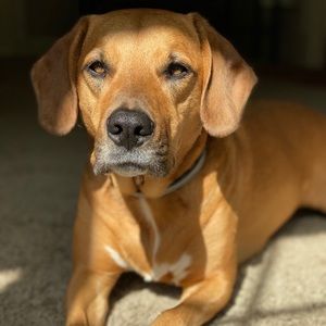 Meet your Posher, Audrey